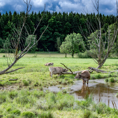 Filmabend: Wildes Land – die Rückkehr der Natur in Sontheim