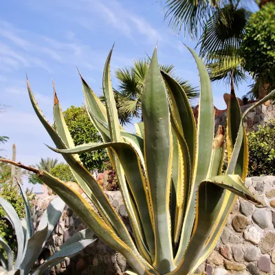 Aloe-vera-Vortrag im Naturheiltreff Kempten