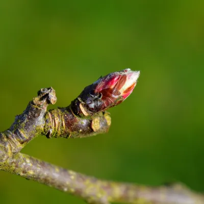 Bäume und Sträucher im Winterkleid am Biberhof