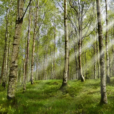 Waldbaden im Kemptener Wald bei Durach