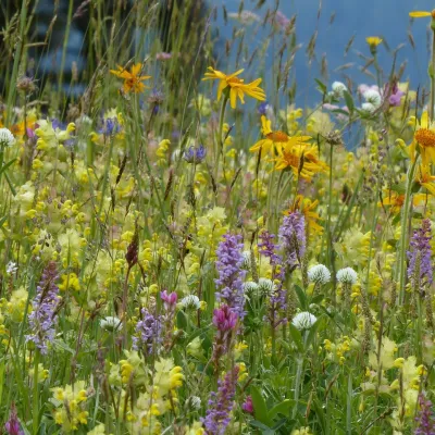 Grundausbildung Feldbotanik am Biberhof Sonthofen