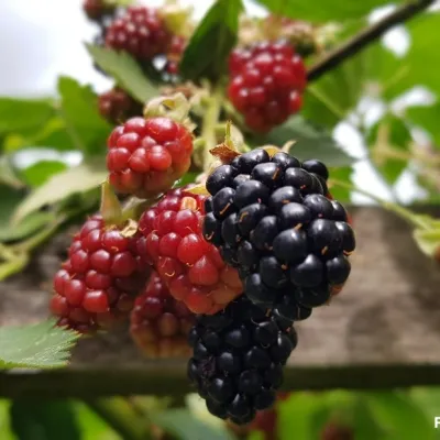 Beerenobst schneiden im Biberhof Sonthofen