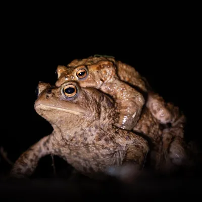 Frühblüher und Amphibien bei Ratzenried