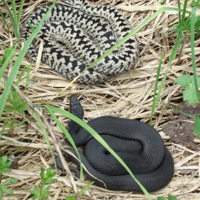 Naturerlebnis im Arrisrieder Moos bei Kißlegg
