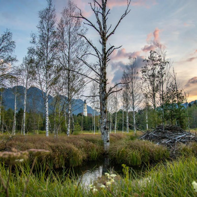 Moorwanderung: Zur blauen Stunde im Pfrontener Moos