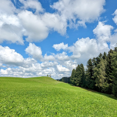 Waldbaden oder Shinrin Yoku auf allgäuerisch