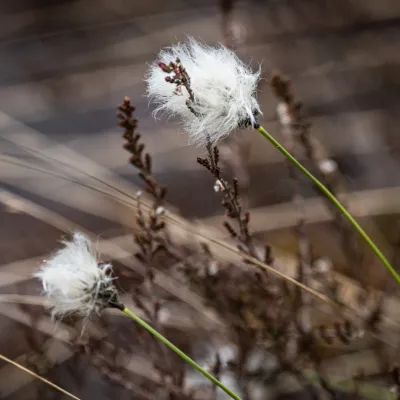 Amphibien und Wollgras im Taufach-Fetzach-Moos
