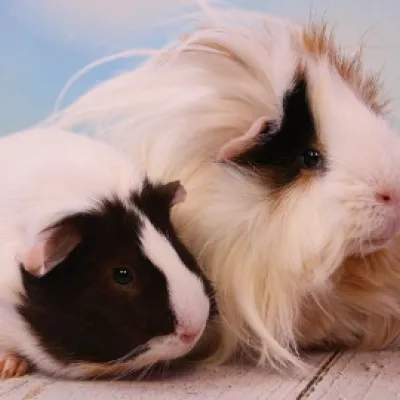 Kleintierschau in der Vereinshalle in Isny