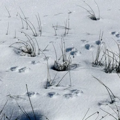 Spurensuche – Reh, Fuchs & Co entdecken in Nesselwang