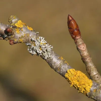 Bäume und Sträucher im Winterkleid in Sonthofen
