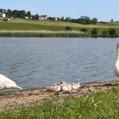 Mizu & Reiki am Sachsenrieder Weiher