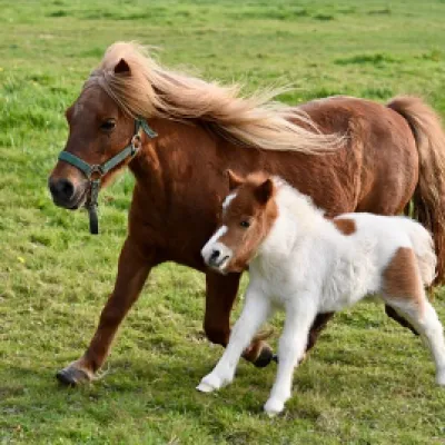 Ponyzeit in Grünenbach