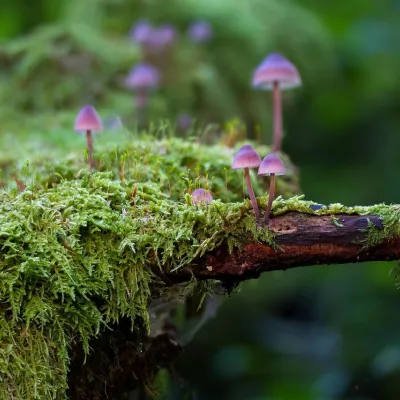 Sprechen & der Natur Zuhören im Königsberger Forst
