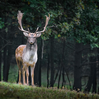 Allgäuer Jäger- und Naturtage mit Herbsthegeschau in Obermaiselstein