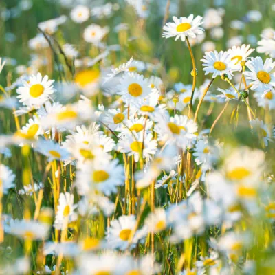 Kräuterwanderung in Weitnau