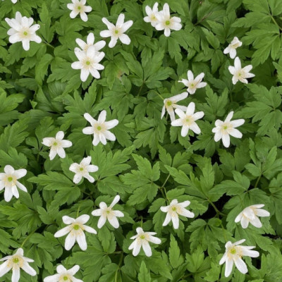 Frühblüher im Quellgebiet Weissenbronnen – Naturwanderung