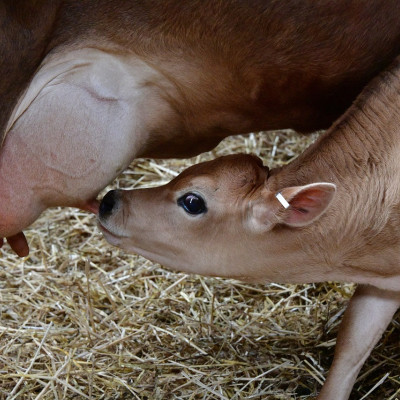 Homöopathie für Rinder – Mastitis und Eutergesundheit (online)