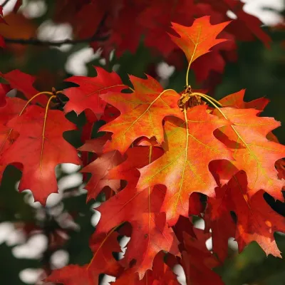 Herbstliche Jodelwanderung rund um Jungholz