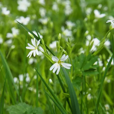 Wildkräuterführung auf dem Hummelhof