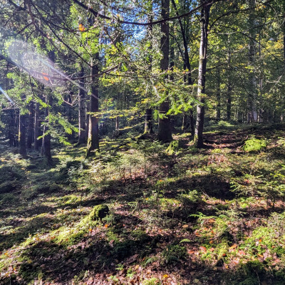 Räucherworkshop – Mystik, Sagen und altes Wissen des Allgäus in Oberstdorf