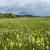 Feuchtwiesenblüte in den Bodenmösern bei Isny