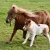 Ponyzeit in Grünenbach
