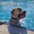 Hundebadetag im Freibad